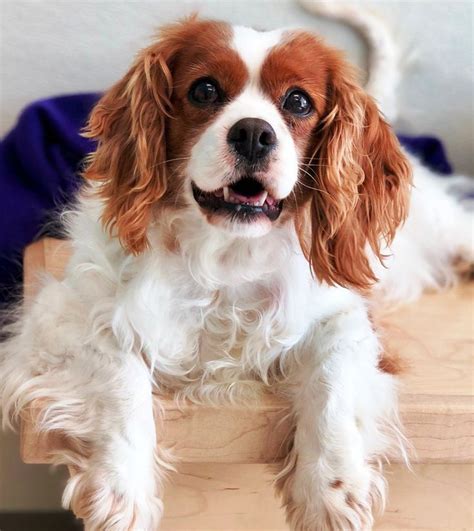 The feathered feet are another feature. . Cavalier king charles spaniel ohio rescue